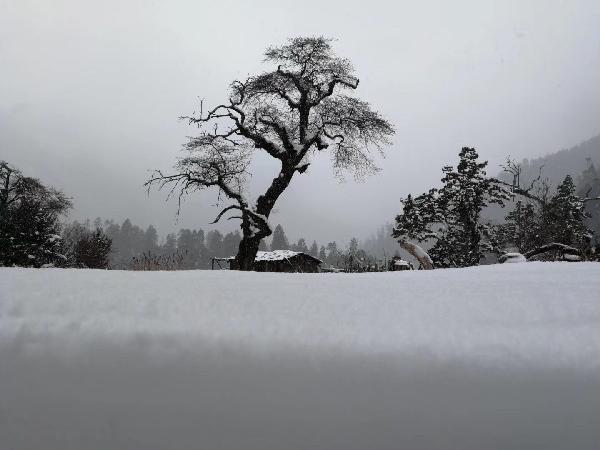 虫虫助手下载