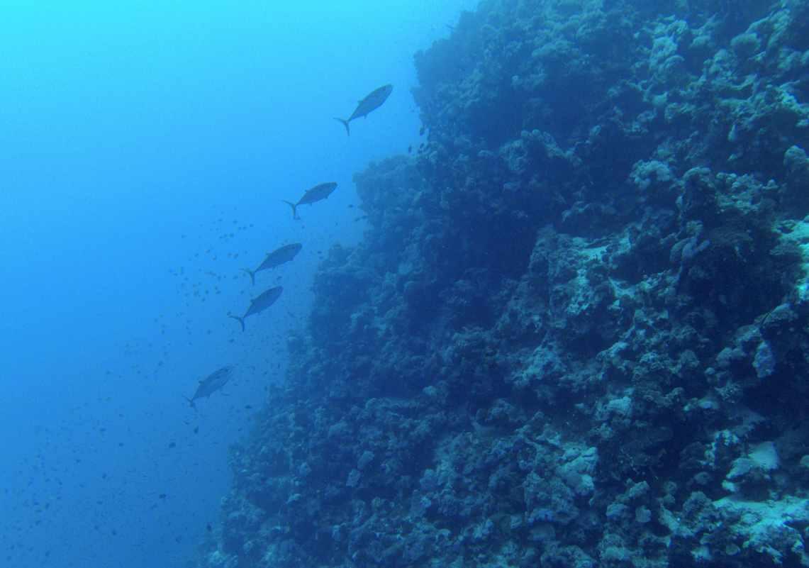 缤纷水果茶无敌版